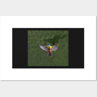 Painted Bunting Bird in Flight Posters and Art